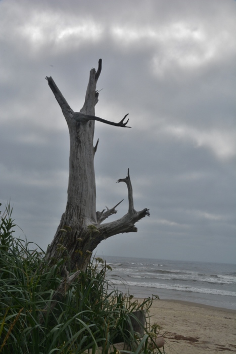 Old dead tree trunk on the beach at Cape Lookout